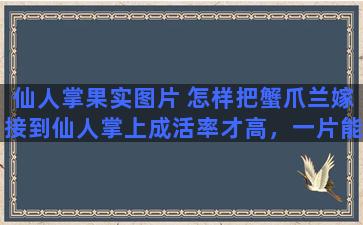 仙人掌果实图片 怎样把蟹爪兰嫁接到仙人掌上成活率才高，一片能嫁接几颗